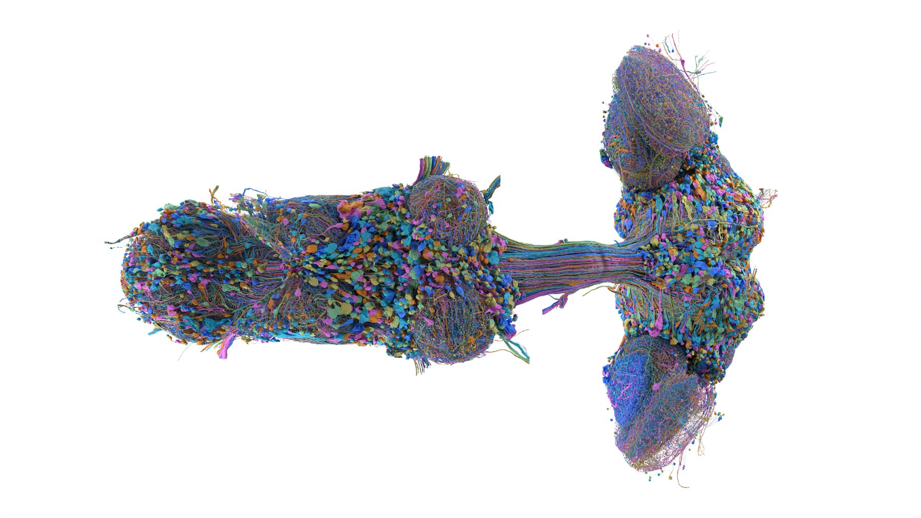 The MaleCNS rendering of the male Drosophila central nervous system